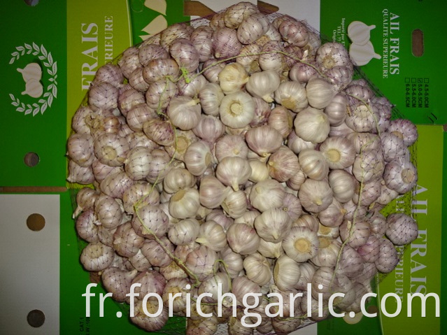 Normal White Garlic